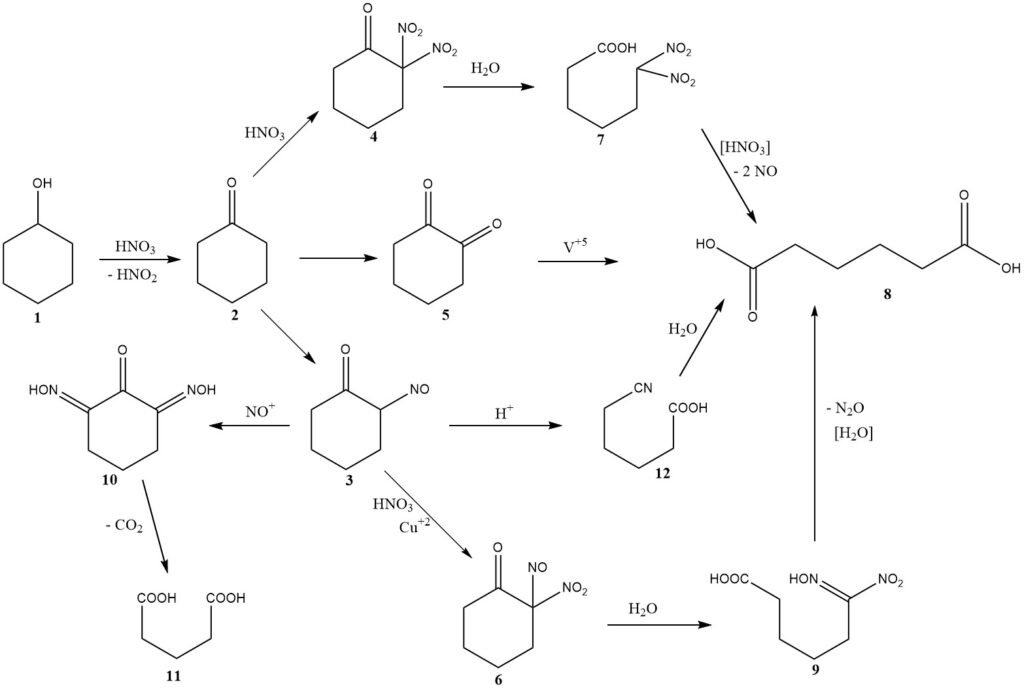 Reaction paths in nitric acid oxidation of cyclohexanol