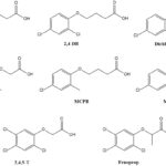 Phenoxy Herbicides structures (2,4-D; 2,4-DB; Dichlorprop; MCPA; MCPB, Mecoprop; 2,4,5-T and Fenoprop)