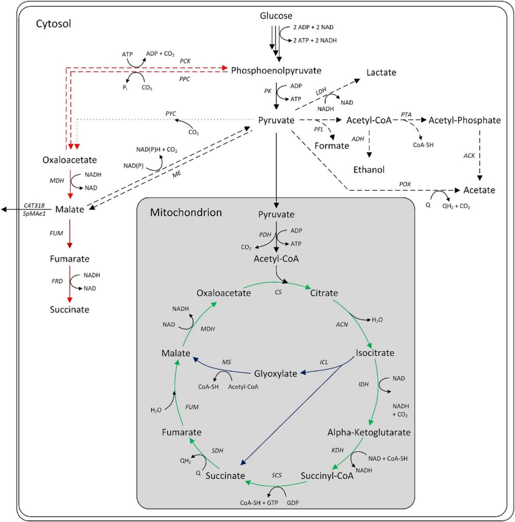 Microbial l-malic acid production routes in bacterial and fungal organisms