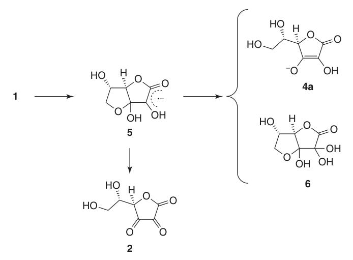 Oxidation of ascorbic acid