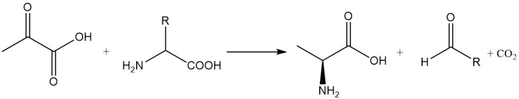 Reaction of a-amino acids with pyruvic acid