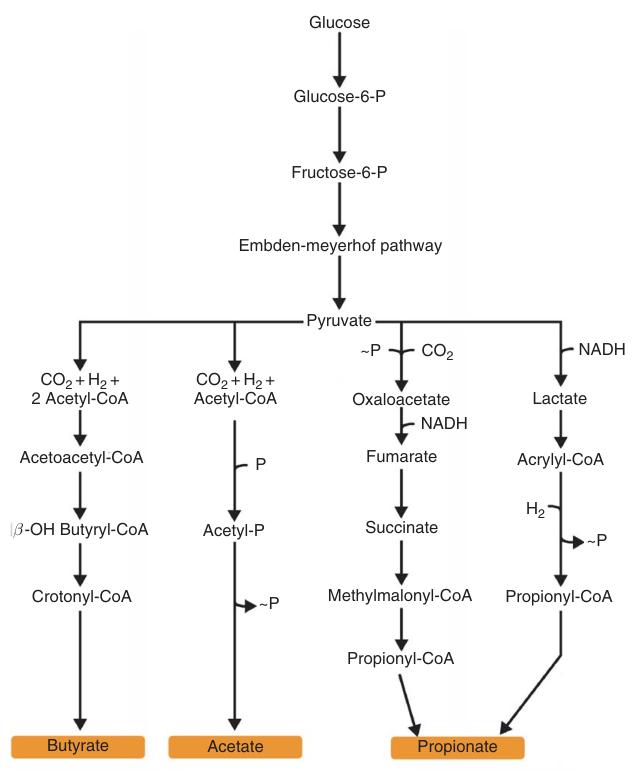 Biosynthesis of butyric acid from glucose